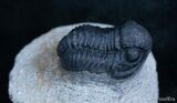 Good Sized Gerastos Trilobite From Morocco #2076-3